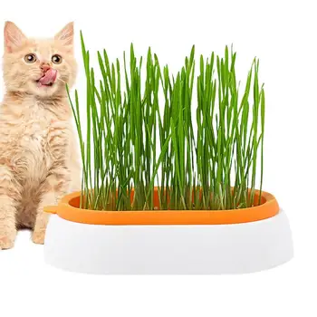 Pet Kedi Çim Ekici Kutusu Topraksız Kedi Çim Bitki Yetiştirme Pot Topraksız Kedi Aperatifler Çimlenme fide saksısı Büyümek Kutusu